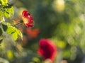 Beautiful red rose flower on a sunny warm day Royalty Free Stock Photo