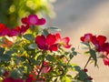 Beautiful red rose flower on a sunny warm day Royalty Free Stock Photo