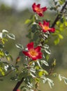 Beautiful red rose flower on a sunny warm day Royalty Free Stock Photo