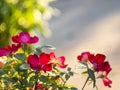 Beautiful red rose flower on a sunny warm day Royalty Free Stock Photo