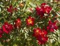 Beautiful red rose flower on a sunny warm day Royalty Free Stock Photo