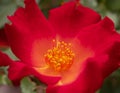 Beautiful red rose flower on a sunny warm day Royalty Free Stock Photo