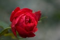 Beautiful red rose. Flower symbol of love. Large bud with delicate petals. Blurred background