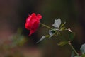 Beautiful red rose. Flower symbol of love. Large bud with delicate petals. Blurred background Royalty Free Stock Photo