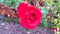 Beautiful Red Rose flower