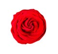 Beautiful red rose flower top view isolated on white background and clipping path Royalty Free Stock Photo