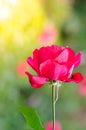 Beautiful red rose flower on tree in a garden Royalty Free Stock Photo