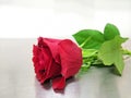 Beautiful Red Rose Flower Royalty Free Stock Photo