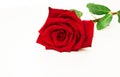 Beautiful red rose flower on white background Royalty Free Stock Photo