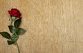 Beautiful red rose flower on wood table Royalty Free Stock Photo