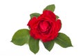 Beautiful red rose flowerhead with leaves on a white background. Royalty Free Stock Photo