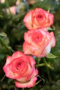 Beautiful red rose flowers blooming in the garden. Red rose flower bloom on a background of blurry red roses in a roses garden Royalty Free Stock Photo