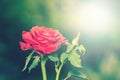 Beautiful red rose flowers blooming with sunlight.