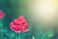 Beautiful red rose flowers blooming with sunlight.