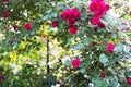 Beautiful red rose flowers grow together in a green bush. Rose garden on a sunny June day Royalty Free Stock Photo