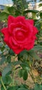 Beautiful red rose flowers look so satisfying Royalty Free Stock Photo