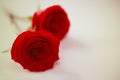 Beautiful red rose flowers made with color filters for backgrou Royalty Free Stock Photo