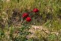 Beautiful red rose flowers in tripura india