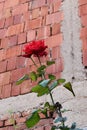 A beautiful red rose in front of a bricked house