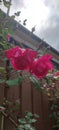 Beautiful Red rose front my house