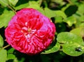 Beautiful Red Rose in full bloom against a natural green leaf background Royalty Free Stock Photo