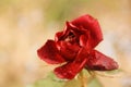 Beautiful red rose in the garden