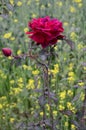 Beautiful Red Rose in the Garden