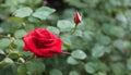 A red rose in the garden