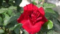 Beautiful red rose in a garden, close-up.