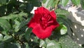 Beautiful red rose in a garden, close-up.