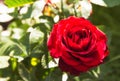 Beautiful red rose in the garden, green nature plants background. sunny day