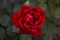 Beautiful red rose in the garden plot of the household