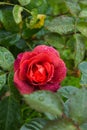 Beautiful red rose in the garden with rain drops, selective focus Royalty Free Stock Photo