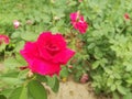 Beautiful red rose in the gardenflower garden natural green outdoor Royalty Free Stock Photo