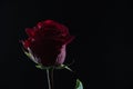 Beautiful red rose in a glass of water on a black background Royalty Free Stock Photo