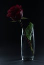 Beautiful red rose in a glass of water on a black background Royalty Free Stock Photo