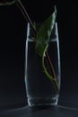 Beautiful red rose in a glass of water on a black background Royalty Free Stock Photo