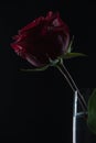 Beautiful red rose in a glass of water on a black background Royalty Free Stock Photo