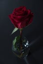 Beautiful red rose in a glass with water on a black background Royalty Free Stock Photo
