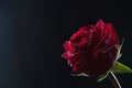 Beautiful red rose in a glass with water on a black background Royalty Free Stock Photo