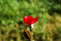 Beautiful red rose, green garden background with bokeh. Horizontal frame Royalty Free Stock Photo