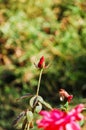 Beautiful red rose bud, green garden background with bokeh Royalty Free Stock Photo