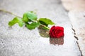 Beautiful red rose with green leaves left on the street in a puddle