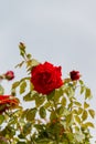 Beautiful red rose and green leaves with light blue sky as background Royalty Free Stock Photo