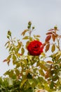 Beautiful red rose and green leaves with light blue sky as background Royalty Free Stock Photo