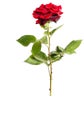 Beautiful red rose with green leaves on a white background, for gift or decor Royalty Free Stock Photo