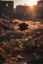 red rose that grows on the motions of a destroyed city in the rays of the setting sun