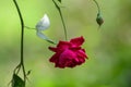 Beautiful Red Rose hanging upside down Royalty Free Stock Photo