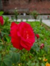 Beautiful red rose hd pic Royalty Free Stock Photo