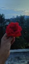 Beautiful red rose held in hand with greenery in background